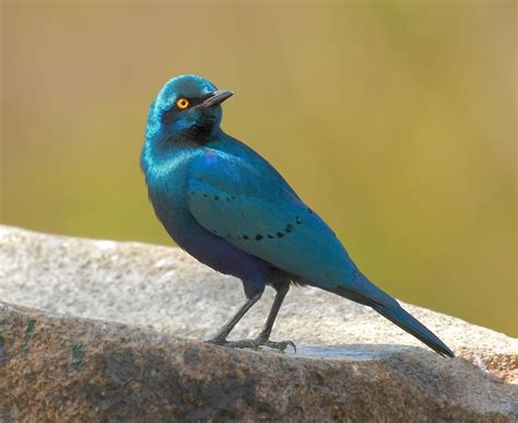 Lesser Blue-eared Starling (Miombo) - eBird