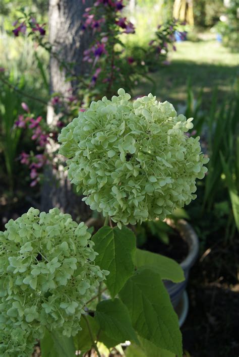 Hydrangea arborescens Annabelle - Une parcelle de 900 m2 sur la côte ...