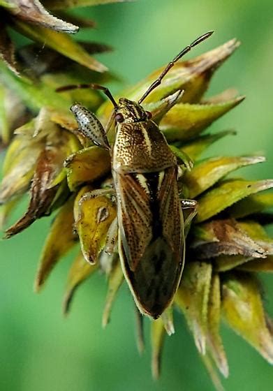 Image result for Popeye Bug