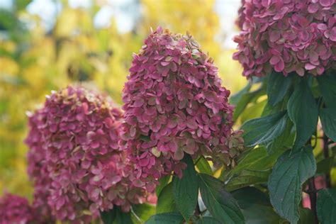 Image result for Pre-Spring Hydrangea Care