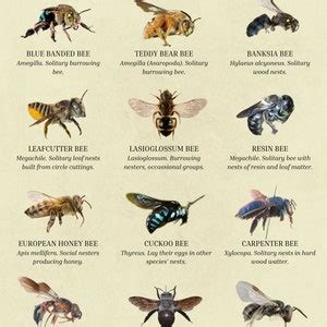 Bee Swarm Simulator Script Pastbien 的图像结果