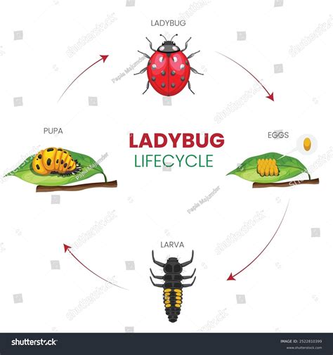 Ladybug Life Cycle Pestwiki Ladybug Life Cycle, Educational Printable