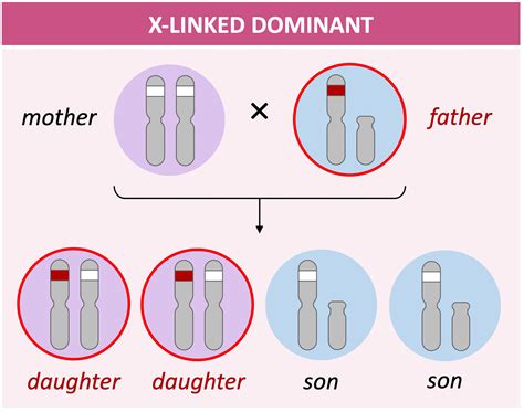 Sex Linkage