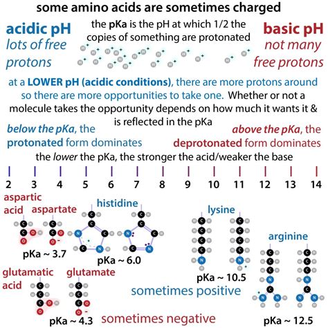 Positively Charged Amino Acids