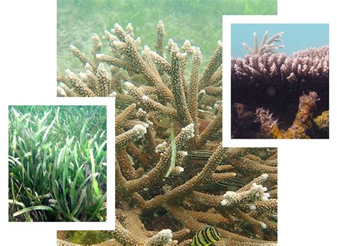 Sdmri - Coastal Ecosystem Restoration