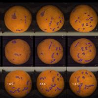 Advanced Defect Sorting: Precise Detection of Surface Defects | Reemoon ...