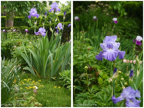 How to Plant Bearded Iris - A Healthy Life For Me