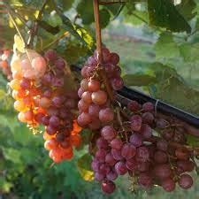 Rahaman Enterprise Live Plant Grape Fruit Exotic Red Flame Seedless 1 ...