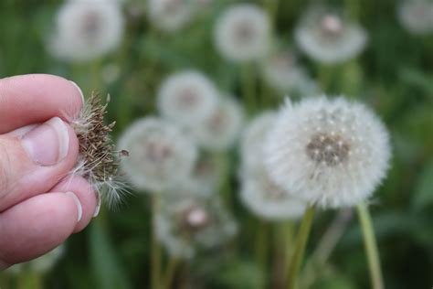 Image result for Small Spring Compressor Tool