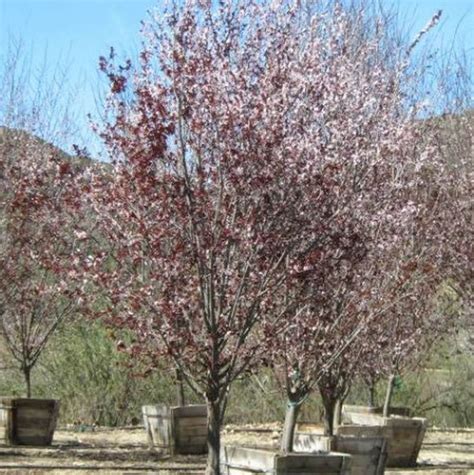 Flowering Plum Tree 的图像结果