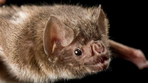 Image result for Common Vampire Bat