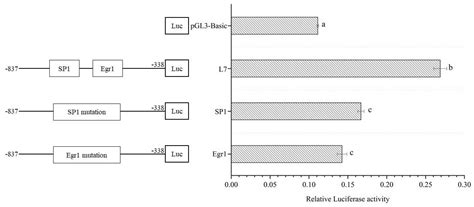 Analysis of Lin28B Promoter Activity and Screening of Related ...