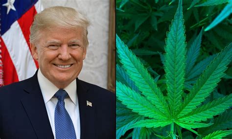 Where President Donald Trump Stands On Marijuana - Marijuana Moment