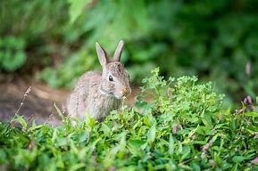Image result for What Weeds Can Rabbits Eat