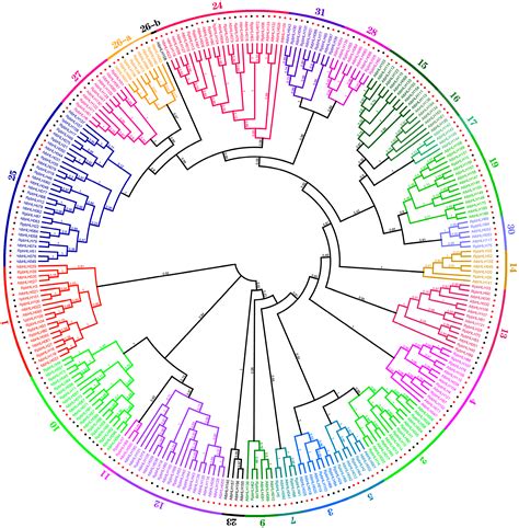 Identification and Expression Analysis of the bHLH Gene Family in ...