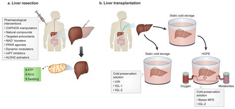 Shaping of Hepatic Ischemia/Reperfusion Events: The Crucial Role of ...
