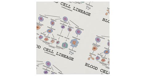 Image result for Blood Cell Lineage Chart