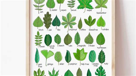 Tree 的图像结果