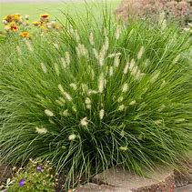 Image result for Little Bunny Grass