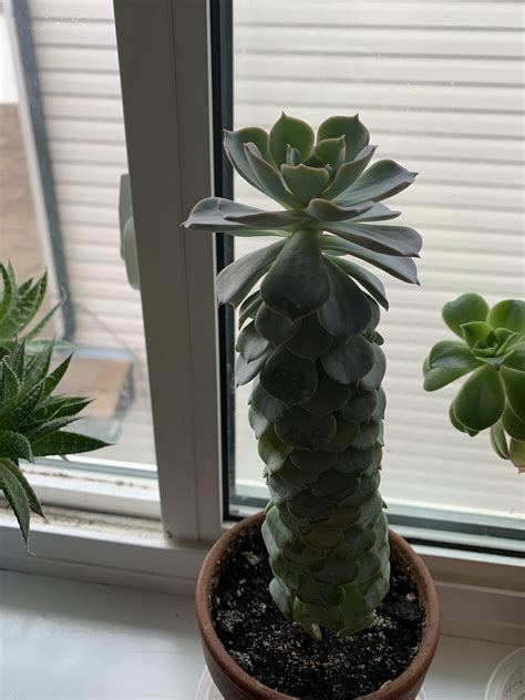 Tall Succulent Plants