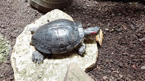 Image result for Turtle Animal Shell