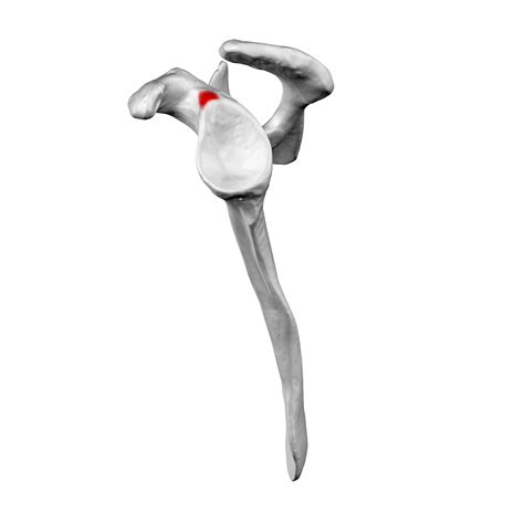 Training the biceps when you have shoulder problems | b-reddy.org