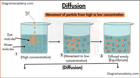 Simple Diffusion Diagram with Explanation