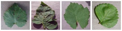 A Five Convolutional Layer Deep Convolutional Neural Network for Plant ...