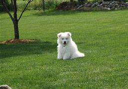 Image result for The Cutest Puppy Ever