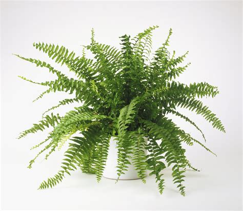 How to Grow and Care for Boston Fern | Air purifying house plants ...