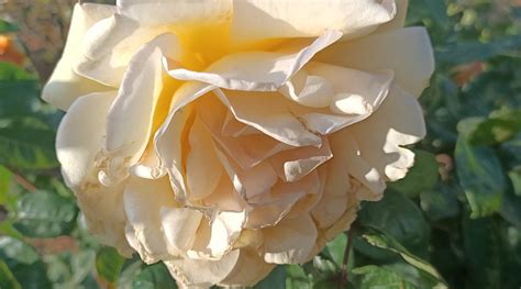 AZRAQ DESERT HOTEL (Al-Mafraq) - Hotel Reviews & Photos - Tripadvisor