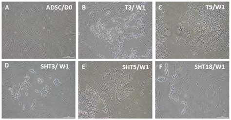 Conversion of Unmodified Stem Cells to Pacemaker Cells by ...