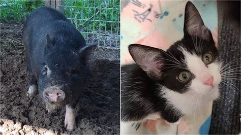 Tampa Bay area pets want to share their love with you