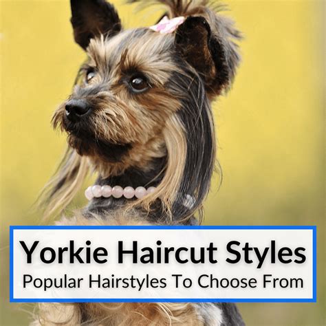 Yorkie Haircut Styles (Popular Hairstyles For Yorkshire Terriers)