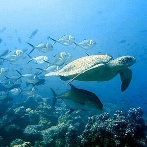 Image result for Selection Code Example