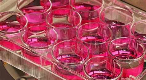 Cell 2D 的图像结果