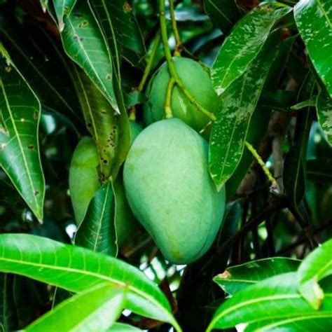 Pathayam.in - Online Grocery Shopping Trivandrum - Fruits, Vegetables ...