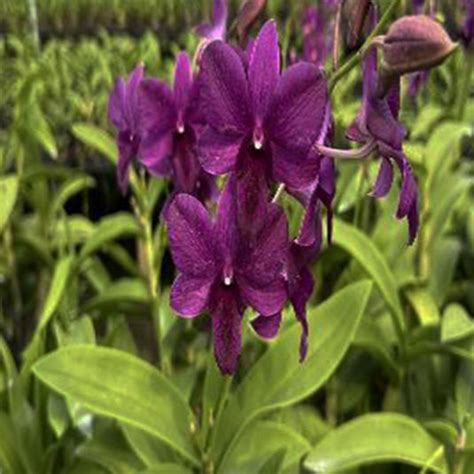 Dendrobium Orchid (Airway Blue x Blue Angel) #2 Mature Bushy Plant - R
