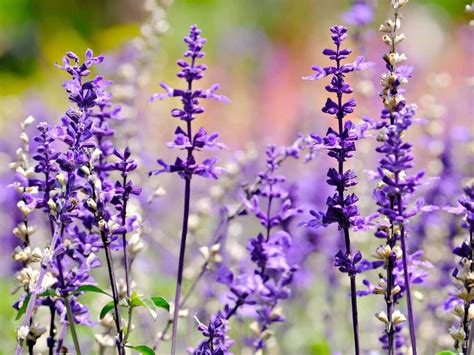 7 Best Salvia Companion Plants To Grow Together | Florgeous