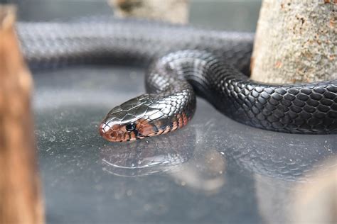 Eastern Indigo Snake Eats Rattlesnake