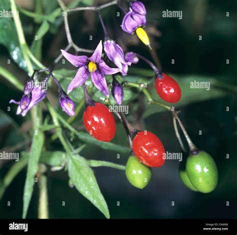 Bittersweet Nightshade, Deadly Nightshade (Solanum dulcamara ...