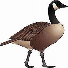Goose Clipart by Canada Goose Illustrations Royalty Free Vector Graphics Goose Clipart