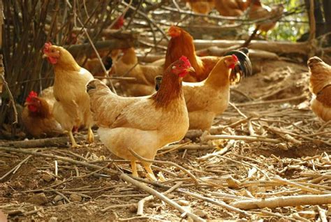 在养殖场里悠闲的母鸡46297_动物合集_动物类_图库壁纸_68Design