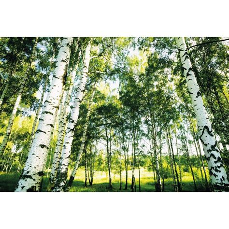 Wall Mural – Sunshine Forest | wall-art.com