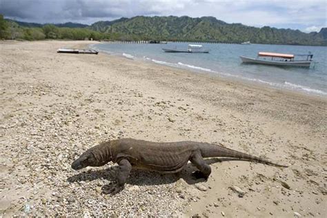 Komodo Island to ban tourists for conservation efforts