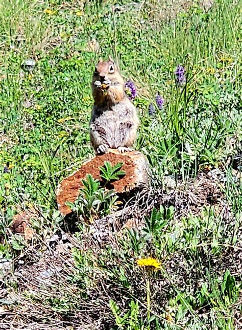 First Alpine Loop Trip | Bronco6G - 2021+ Ford Bronco & Bronco Raptor ...