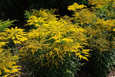 Goldenrod (Solidago) | What Grows There :: Hugh Conlon ...