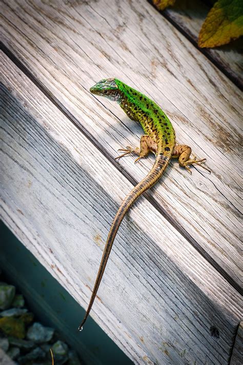 Image result for Spring Lizard