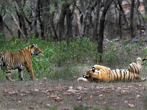 India’s Indigenous people pay price of tiger conservation | Wildlife News | Al Jazeera