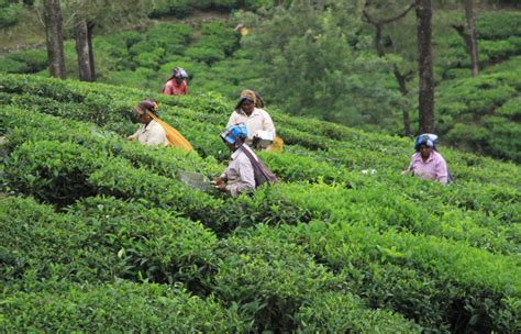Why The World-Famous Darjeeling Tea Is Facing Crisis?